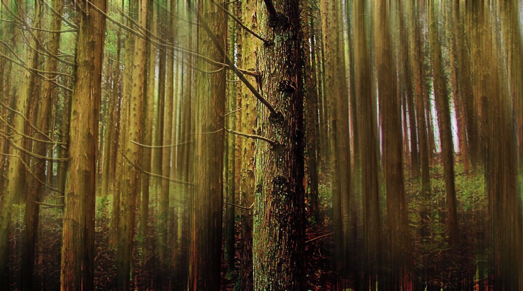 Mount Kongo in Osaka is a wonderful place. Where else would be picturesque all year round with cherry blossoms in spring, lusciously green leaves in summer, red maple leaves in autumn and white snow in winter. You also can walk through forests after forests and after a while the silence doesn't frighten you anymore, you are a part of it now.