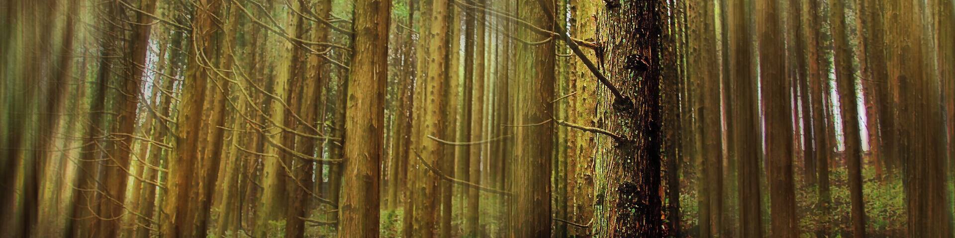 Mount Kongo in Osaka is a wonderful place. Where else would be picturesque all year round with cherry blossoms in spring, lusciously green leaves in summer, red maple leaves in autumn and white snow in winter. You also can walk through forests after forests and after a while the silence doesn't frighten you anymore, you are a part of it now.