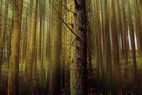 Mount Kongo in Osaka is a wonderful place. Where else would be picturesque all year round with cherry blossoms in spring, lusciously green leaves in summer, red maple leaves in autumn and white snow in winter. You also can walk through forests after forests and after a while the silence doesn't frighten you anymore, you are a part of it now.