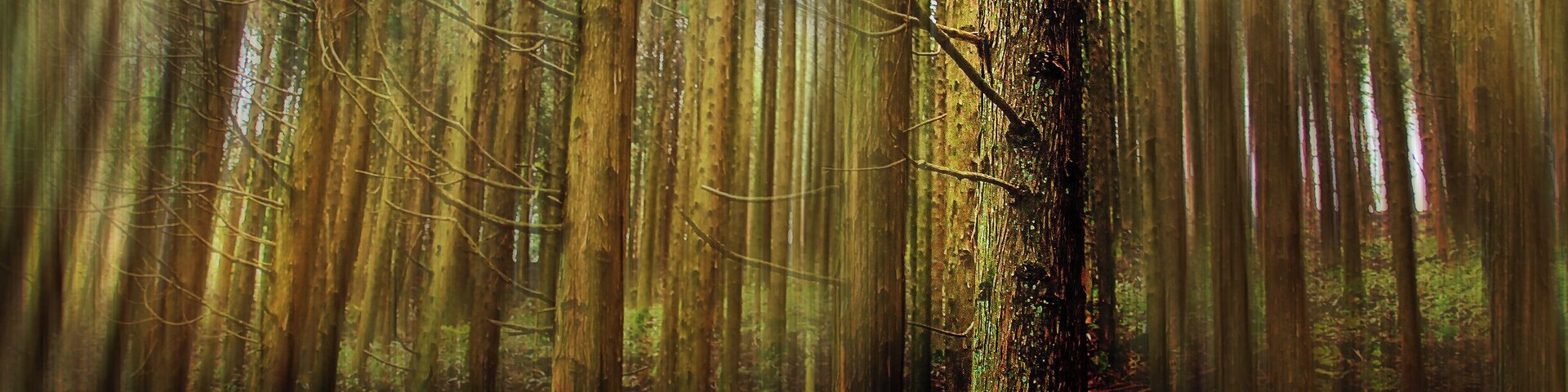 Mount Kongo in Osaka is a wonderful place. Where else would be picturesque all year round with cherry blossoms in spring, lusciously green leaves in summer, red maple leaves in autumn and white snow in winter. You also can walk through forests after forests and after a while the silence doesn't frighten you anymore, you are a part of it now.