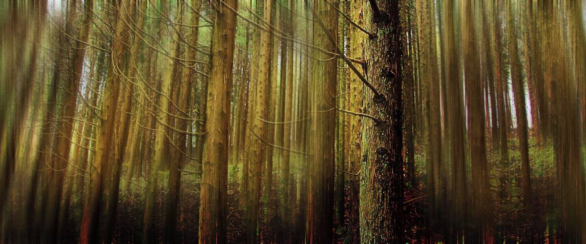 A dense forest with tall trees and a moss-covered trunk.