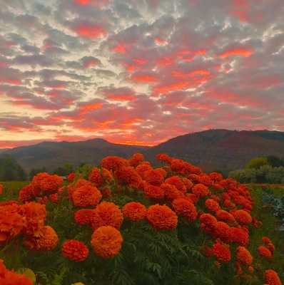 The Hermosa area of the Animas Valley north of Durango CO was badly hit by wildfires this summer followed by rains that caused mudslides. Many local organic farms are located here. Out of the summer we are now in a beautiful period of fall colors. The last of the summer’s organic flowers are about to fade. Sunrise on Monday morning shows the beautiful recovery of this valley. #golden