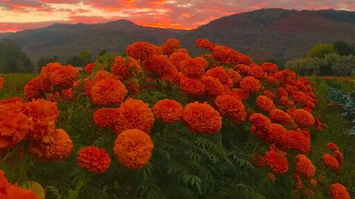 The Hermosa area of the Animas Valley north of Durango CO was badly hit by wildfires this summer followed by rains that caused mudslides. Many local organic farms are located here. Out of the summer we are now in a beautiful period of fall colors. The last of the summer’s organic flowers are about to fade. Sunrise on Monday morning shows the beautiful recovery of this valley. #golden