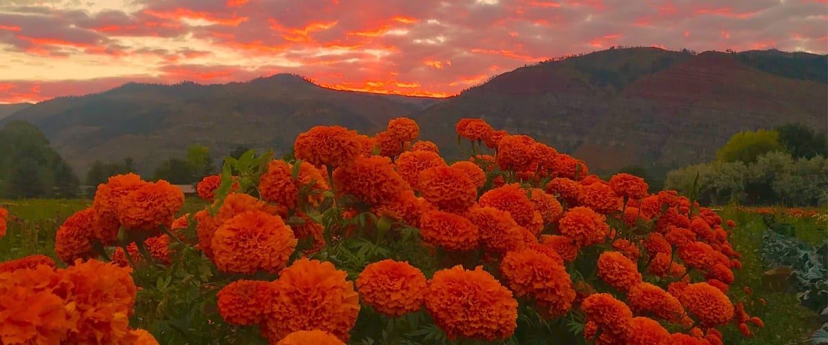 A field of orange marigold flowers under a sunset sky with clouds.