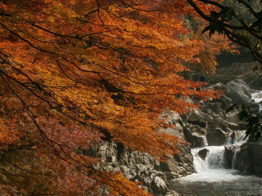 Autumn leaves