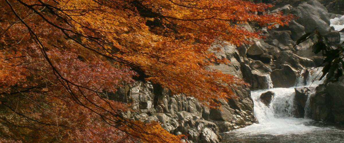 A waterfall surrounded by autumn foliage.