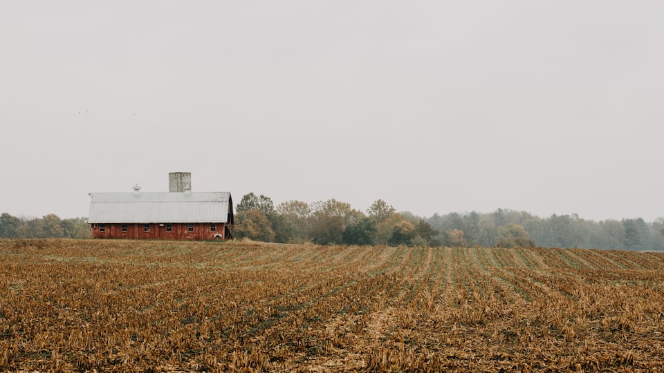 A red barn in a cornfield with rows of corn.
