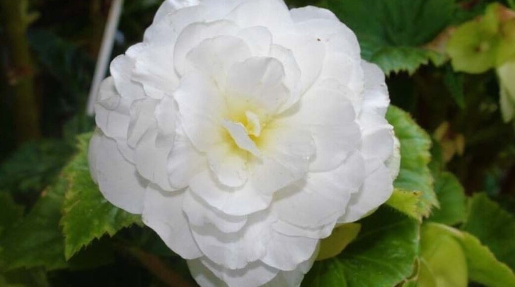 From Conneaut Lake PA