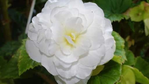 From Conneaut Lake PA