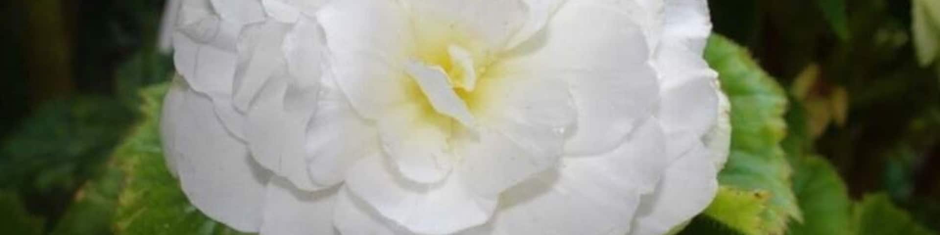 From Conneaut Lake PA