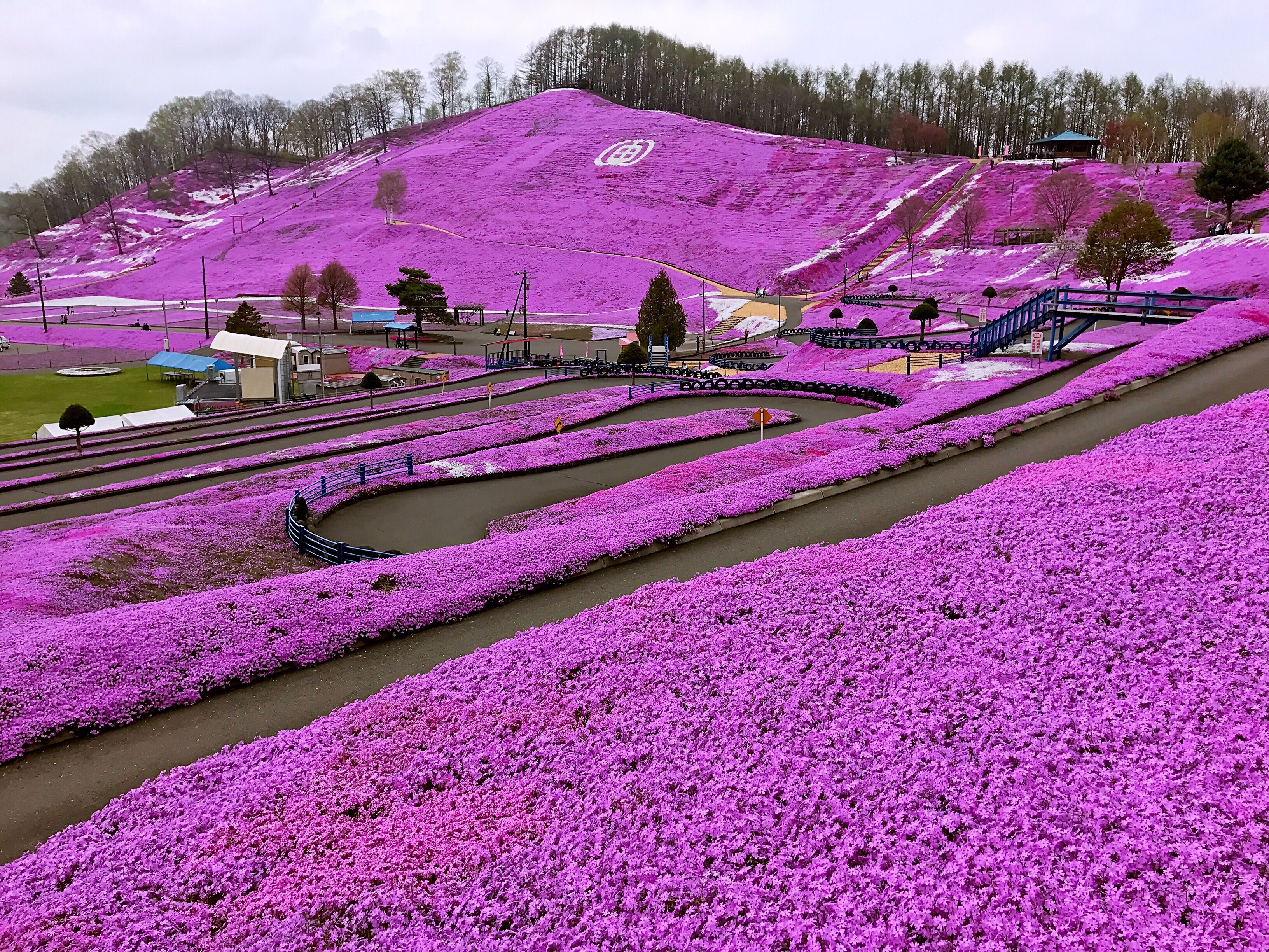 A hillside covered in purple flowers, a winding road, and a small building in the background.
