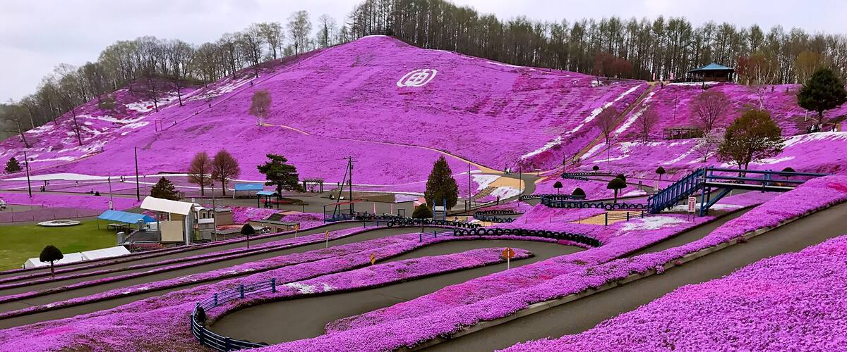 A hillside covered in purple flowers, a winding road, and a small building in the background.