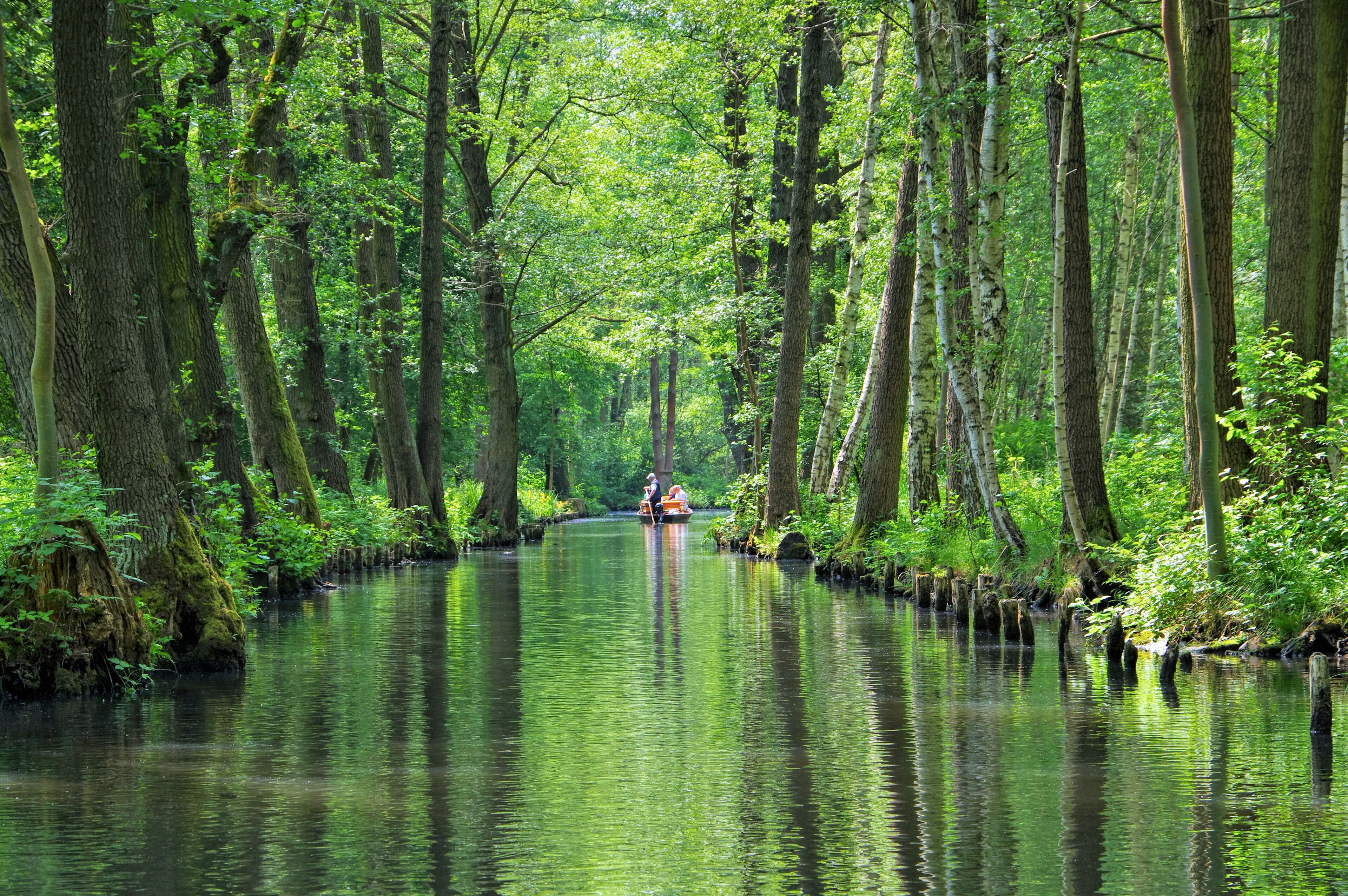 Spreewald Hochwald - Spree Forest  landscape in  Brandenburg