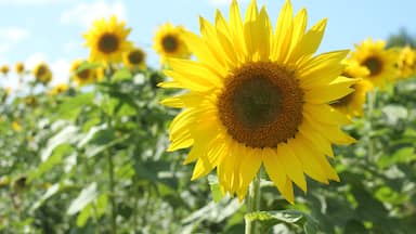 Sunflower field in Nayoro, Hokkaido, Japan