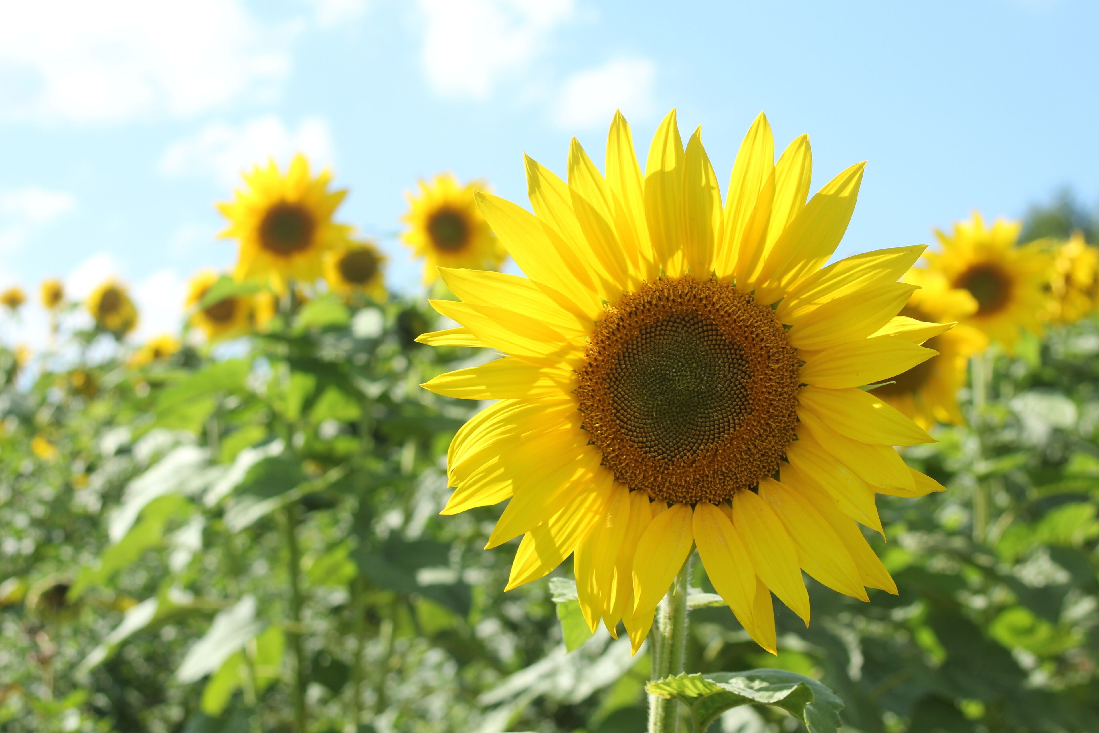 A field of sunflowers with a clear blue sky in the background.
