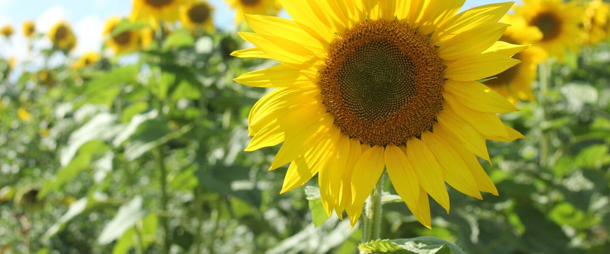 A field of sunflowers with a clear blue sky in the background.
