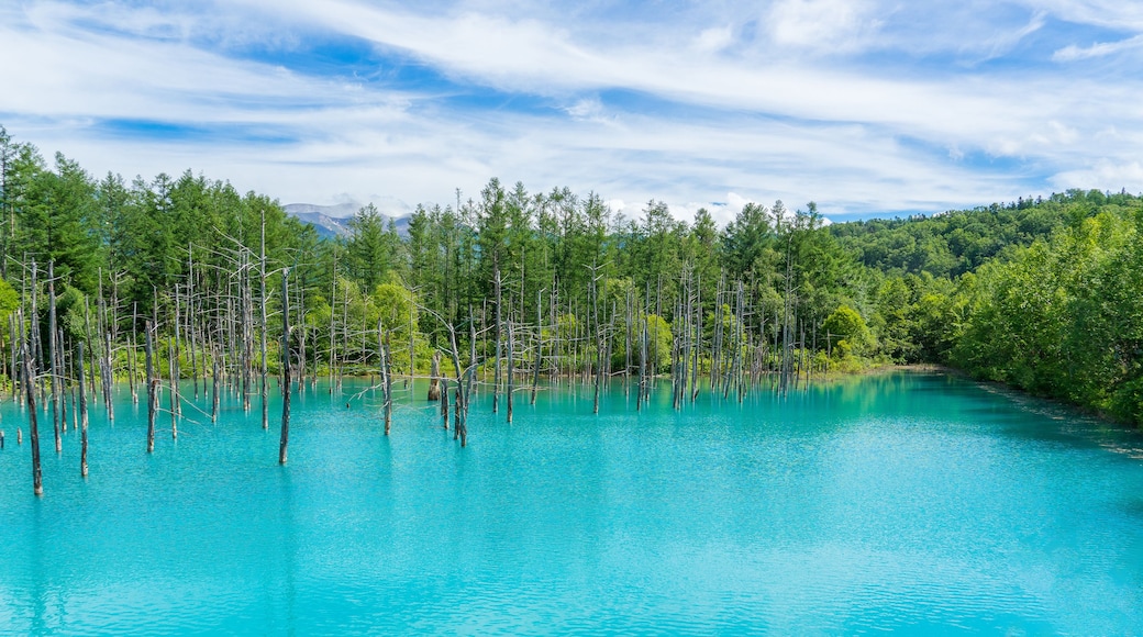 Panorama view of Blue pond in Biei, Hokkaido, Japan. Dry tree, forest, turquoise water in nature and blue sky background