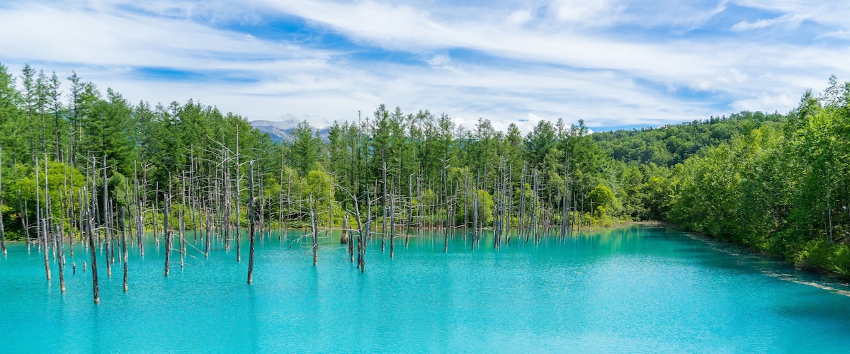 Panorama view of Blue pond in Biei, Hokkaido, Japan. Dry tree, forest, turquoise water in nature and blue sky background