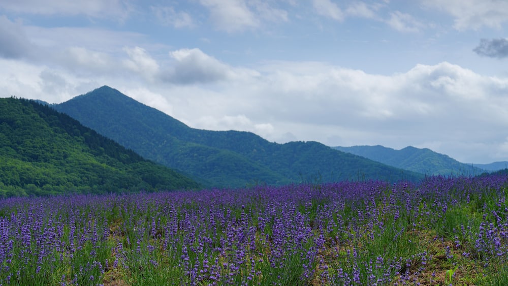 A lavender field with mountains in the background.