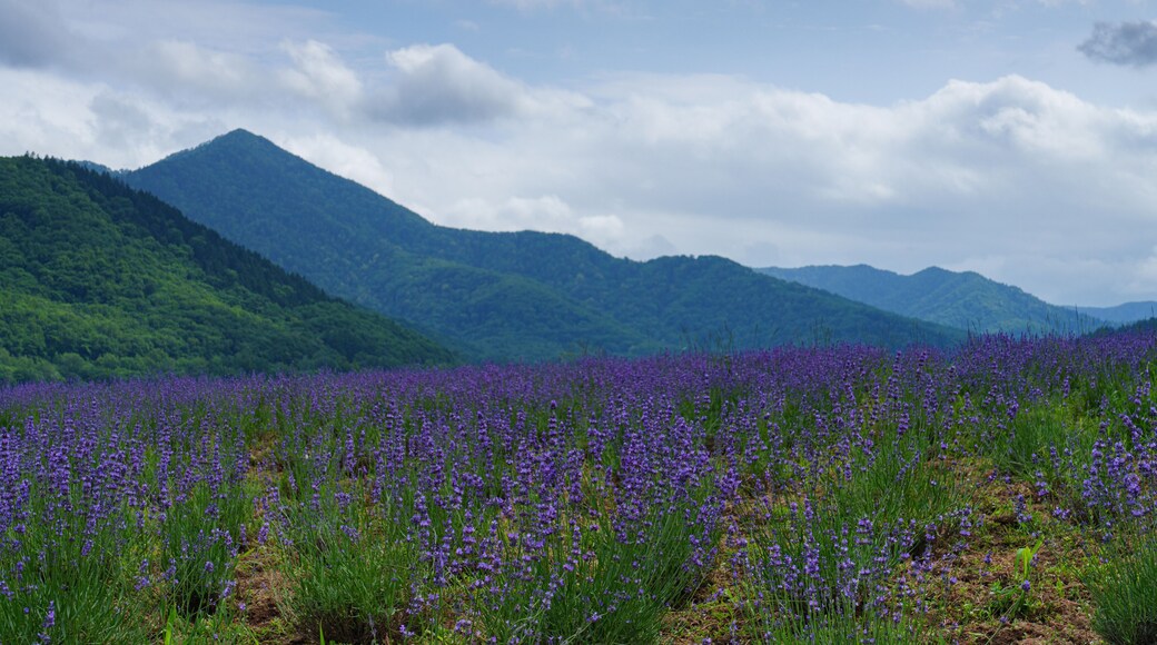ラベンダー畑と湖 金山湖 南富良野観光 夏の北海道の絶景 7月