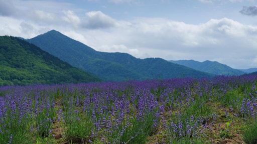 ラベンダー畑と湖 金山湖 南富良野観光 夏の北海道の絶景 7月
