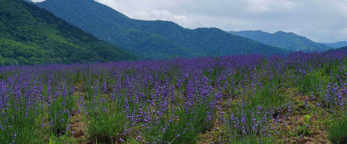 A lavender field with mountains in the background.