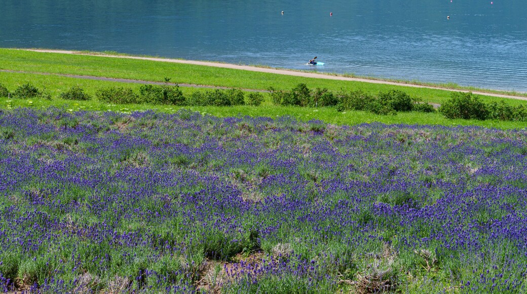 ラベンダー畑と湖 金山湖 南富良野観光 夏の北海道の絶景 7月