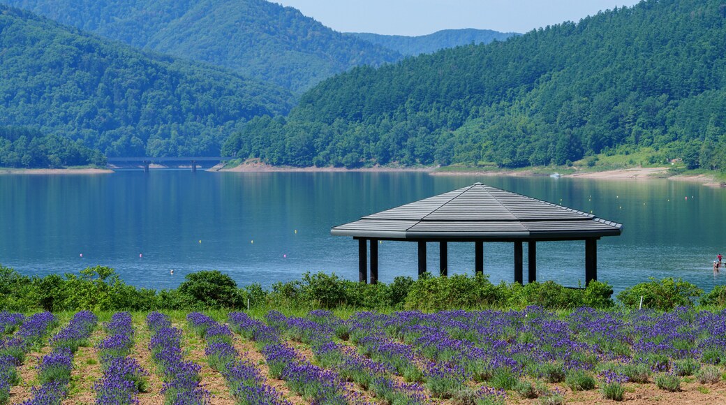 ラベンダー畑と湖 金山湖 南富良野観光 夏の北海道の絶景 7月