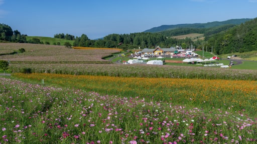 A rural landscape with fields of flowers, a building with a red roof, and rolling hills in the background.