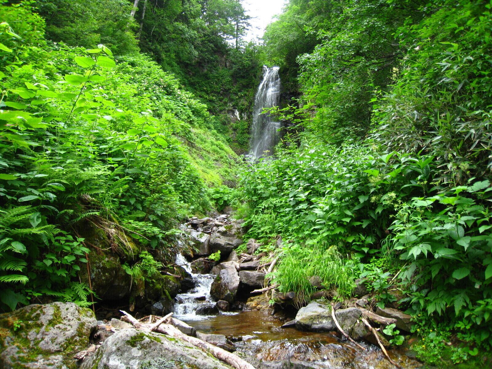 A lush green forest with a waterfall and a small stream.
