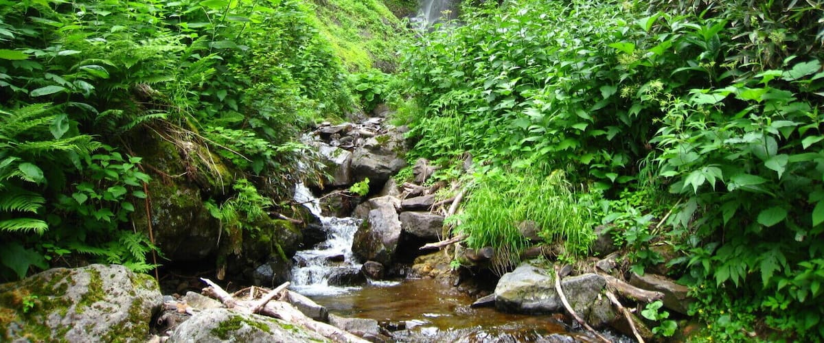 A lush green forest with a waterfall and a small stream.