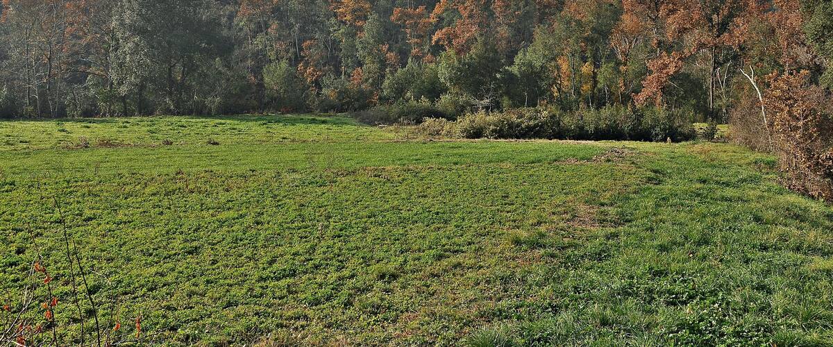 A grassy field with a forested hill in the background.