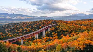 a autumn forest in Hokkaido , Japan with a high way through the forest at Mikuni Pass