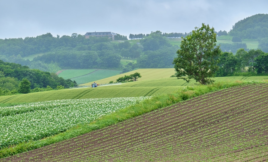 A rural landscape with rolling hills, a field of white flowers, and a tractor in the distance.