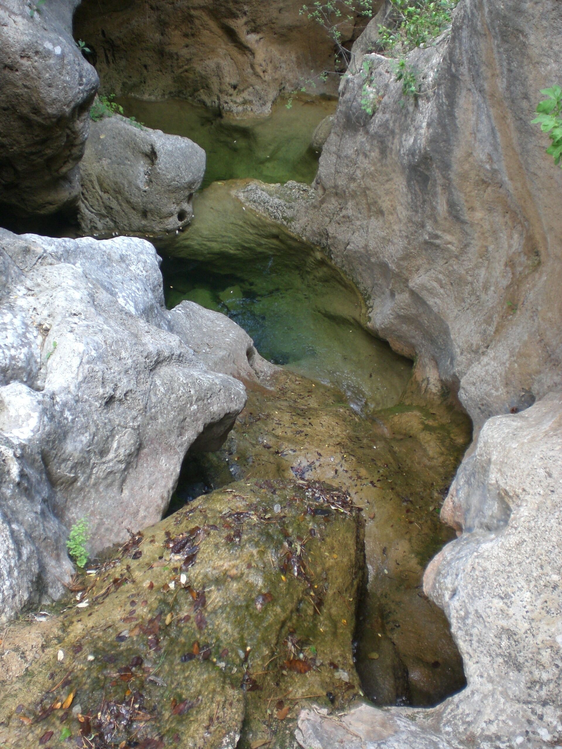 Gorgs al Torrent de la Canaleta, Arbolí (juny 2012)