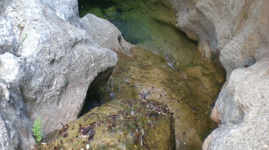 Gorgs al Torrent de la Canaleta, ArbolĂ (juny 2012)