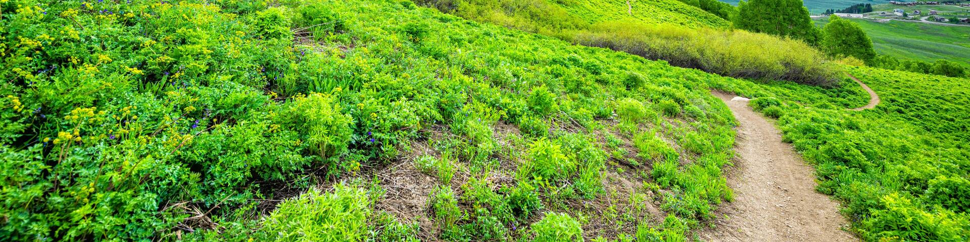 Panorama view of Colorado Mt Crested Butte ski resort meadow at wildflowers festival with Snodgrass hiking trail meadow valley view in summer