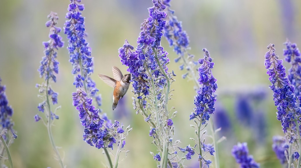 A hummingbird hovering among purple flowers.
