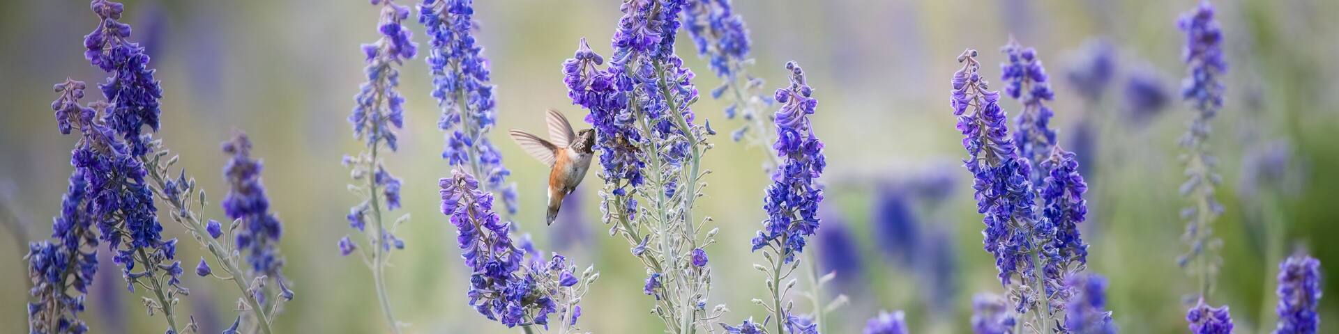 A hummingbird hovering among purple flowers.