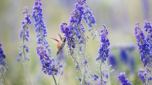 Larkspur