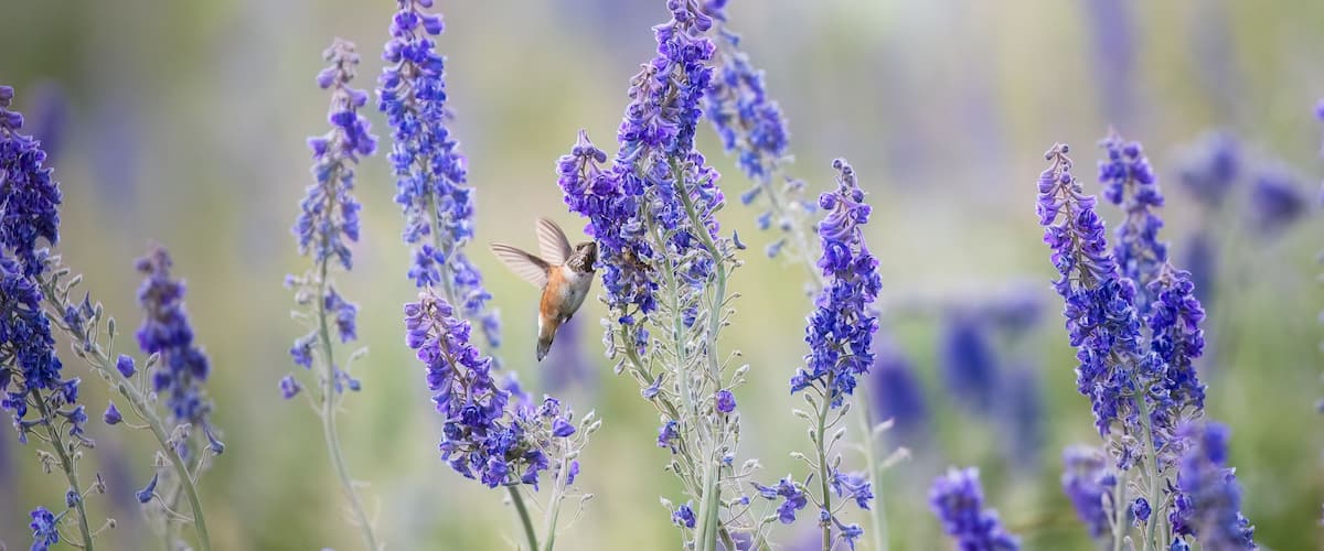 A hummingbird hovering among purple flowers.