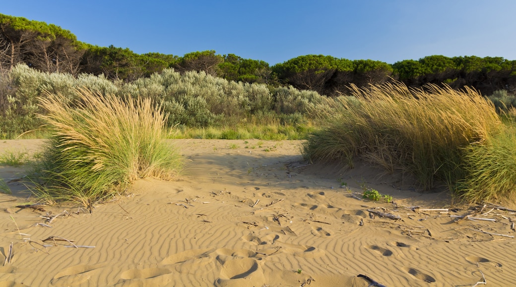 Sand dunes in the Bibione beach with pine trees - Italy, Venetto