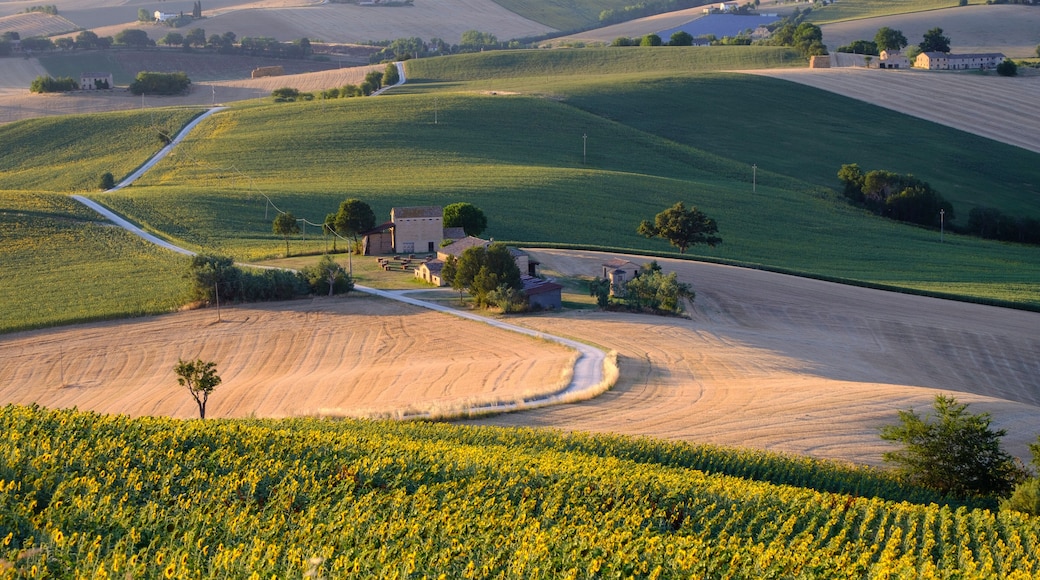 Summer landscape in Marches (Italy) near Filottrano