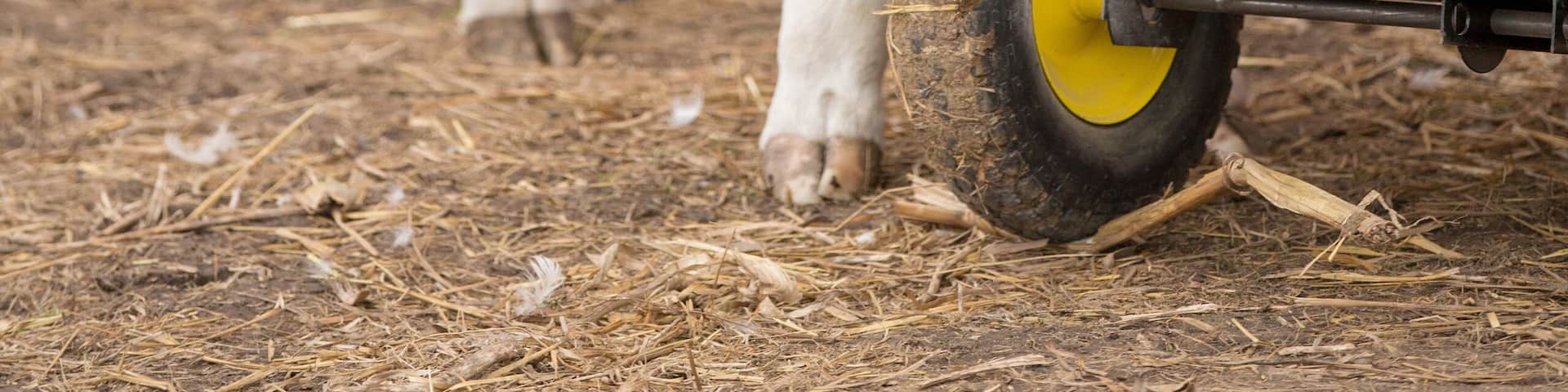 A black-and-white calf stands near a green wheelbarrow on a farm