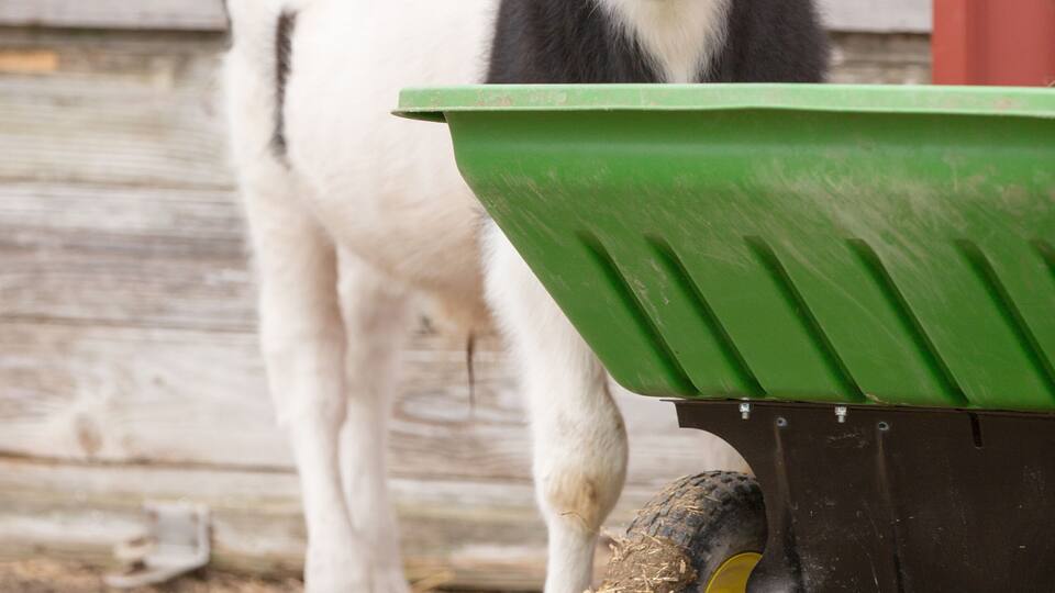 A black and white cow standing next to a green trailer.