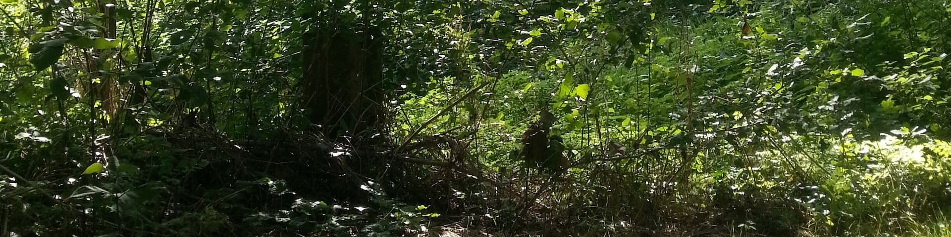 Cami a la Font dels Frares - Riera de Vilalleons