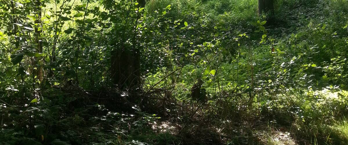 A forested area with sunlight filtering through the trees, a grassy field, and a wooden bench.