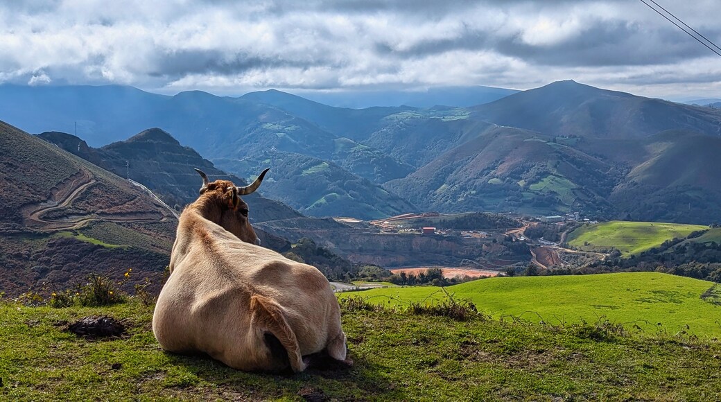 A cow resting in a field in Boinas valley, Belmonte de Miranda, Asturias, Spain