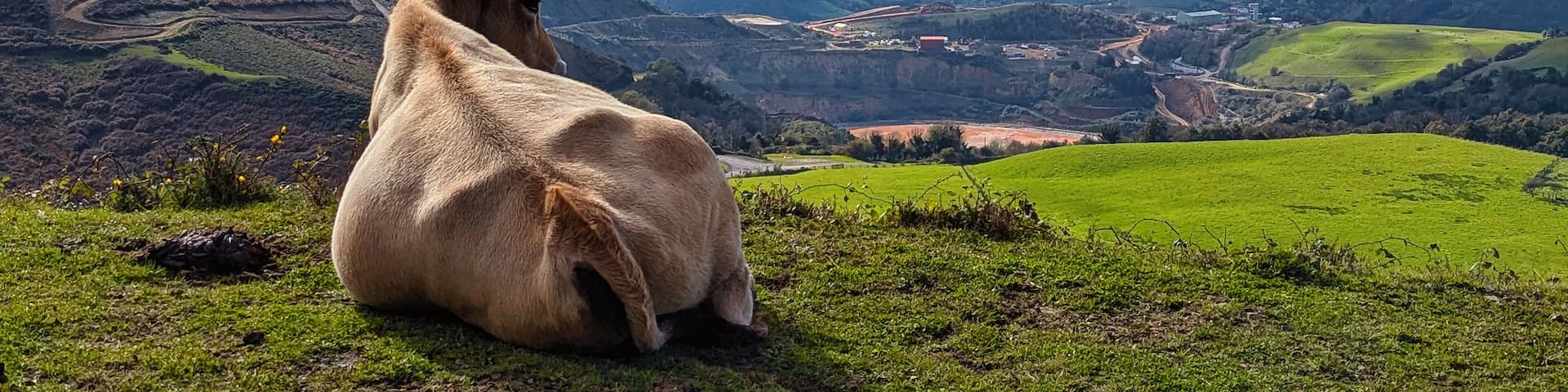 A cow resting in a field in Boinas valley, Belmonte de Miranda, Asturias, Spain