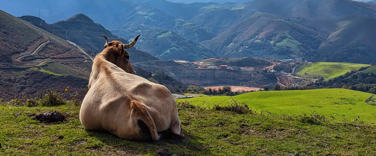 A cow sitting on a grassy hill overlooking a valley with mountains in the background.